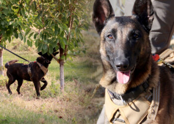 WSU Researchers Turn to Trained Dogs to Detect Little Cherry Disease in Tree Fruit Orchards