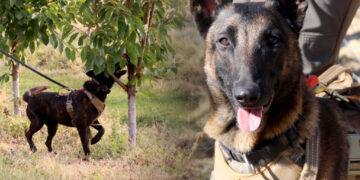 WSU Researchers Turn to Trained Dogs to Detect Little Cherry Disease in Tree Fruit Orchards