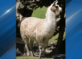 Woodland Park Zoo Rescues Llamas and African Crested Porcupines from Oregon Safari Park Animal Neglect Raid