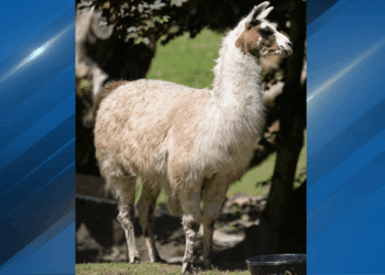 Woodland Park Zoo Rescues Llamas and African Crested Porcupines from Oregon Safari Park Animal Neglect Raid