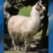 Woodland Park Zoo Rescues Llamas and African Crested Porcupines from Oregon Safari Park Animal Neglect Raid