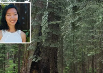 Falling Tree Branch Kills Google Engineer on Yosemite Trail