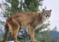 Cougar Sighting Surge Puts Western Washington Bikers on Edge After Child Attacked in Olympic National Park