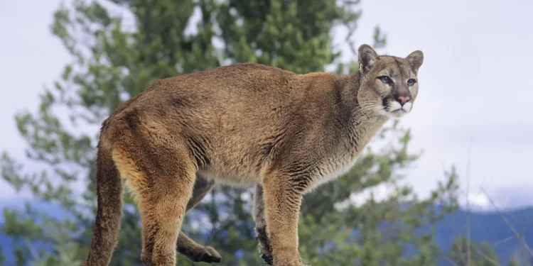 Cougar Sighting Surge Puts Western Washington Bikers on Edge After Child Attacked in Olympic National Park