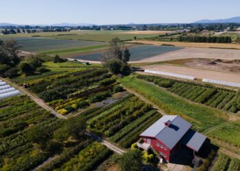 Skagit County Farmers Accuse Seattle City Light of Land Grab Over Salmon Restoration Plan