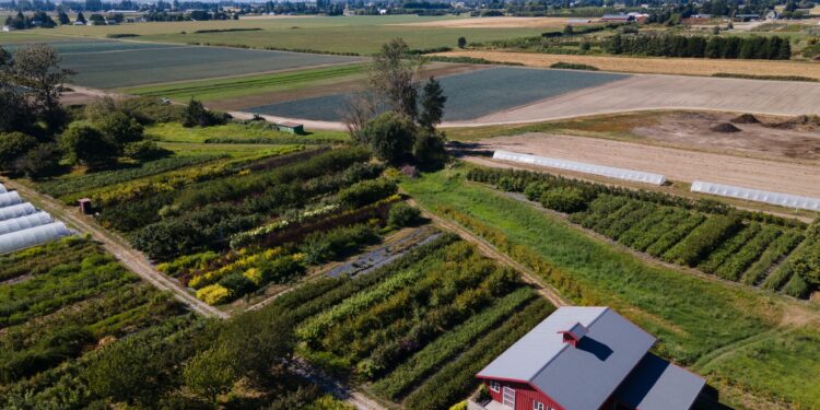 Skagit County Farmers Accuse Seattle City Light of Land Grab Over Salmon Restoration Plan