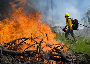 New Washington Law Requires Pet Evacuation Planning During Wildfires