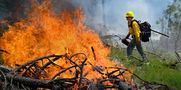 New Washington Law Requires Pet Evacuation Planning During Wildfires