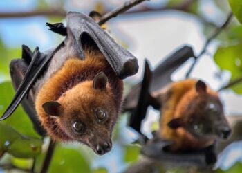 First Rabid Bat of the Year Found in Skagit County Home