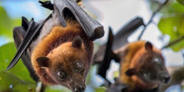 First Rabid Bat of the Year Found in Skagit County Home