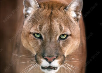 Cougar Sightings Spark Concern in San Juan County
