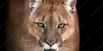 Cougar Sightings Spark Concern in San Juan County