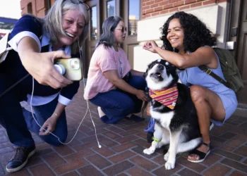 Leashed Dogs to Be Allowed on Sound Transit Trains and Buses Starting 2026