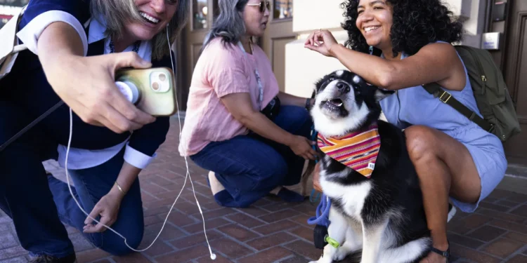 Leashed Dogs to Be Allowed on Sound Transit Trains and Buses Starting 2026