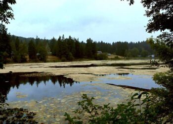 Toxic Algae Prompts Health Advisory at McIntosh Lake in Thurston County