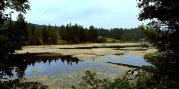 Toxic Algae Prompts Health Advisory at McIntosh Lake in Thurston County
