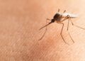 Possible Local Malaria Case Under Investigation in Pierce County