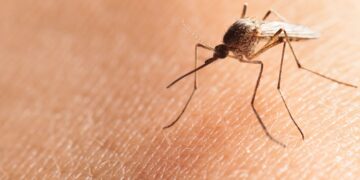 Possible Local Malaria Case Under Investigation in Pierce County