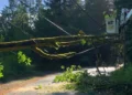 Second Major Power Outage in Week Strikes West Seattle as Trees Down Power Lines