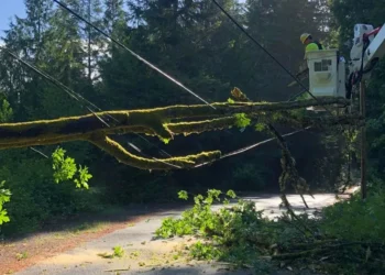 Second Major Power Outage in Week Strikes West Seattle as Trees Down Power Lines