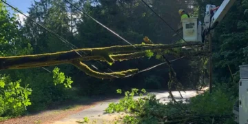 Second Major Power Outage in Week Strikes West Seattle as Trees Down Power Lines