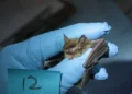 Rabid Bat Discovery Near Washington Park Arboretum Prompts Public Health Warning
