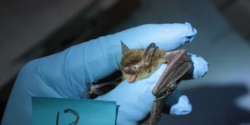 Rabid Bat Discovery Near Washington Park Arboretum Prompts Public Health Warning
