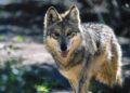 Four Endangered Mexican Gray Wolf Brothers Join Woodland Park Zoo’s Conservation Program