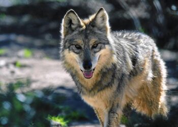 Four Endangered Mexican Gray Wolf Brothers Join Woodland Park Zoo’s Conservation Program