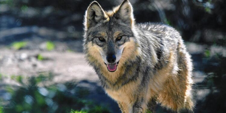 Four Endangered Mexican Gray Wolf Brothers Join Woodland Park Zoo’s Conservation Program