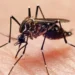 West Nile Virus Cases Surge 40 Percent Above Normal Levels Nationwide
