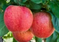 Washington Apple and Pear Company Stemilt to Lay Off More Than 1,500 Workers