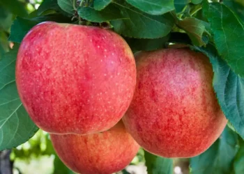 Washington Apple and Pear Company Stemilt to Lay Off More Than 1,500 Workers