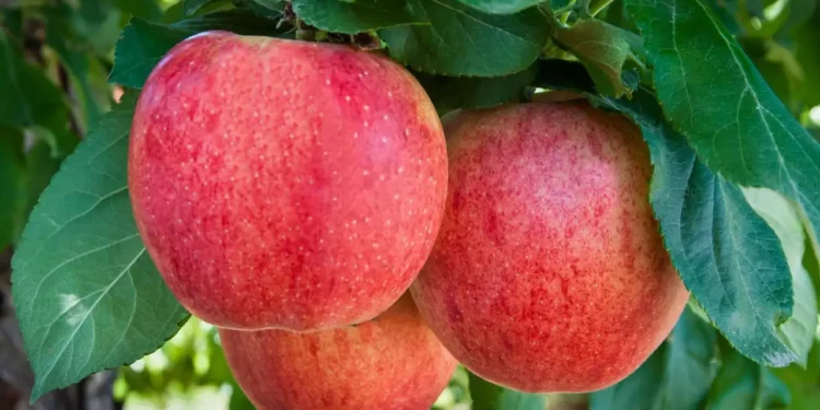 Washington Apple and Pear Company Stemilt to Lay Off More Than 1,500 Workers