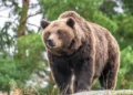 Missouri Man Found Dead in Apparent Bear Attack at Arkansas Campsite After Sending Bear Photos to Family