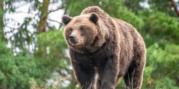 Missouri Man Found Dead in Apparent Bear Attack at Arkansas Campsite After Sending Bear Photos to Family