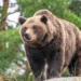 Missouri Man Found Dead in Apparent Bear Attack at Arkansas Campsite After Sending Bear Photos to Family