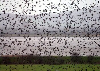 Over 16 Million Birds Migrated Across Washington State During Peak October Weekend