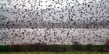 Over 16 Million Birds Migrated Across Washington State During Peak October Weekend