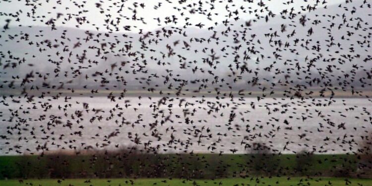 Over 16 Million Birds Migrated Across Washington State During Peak October Weekend