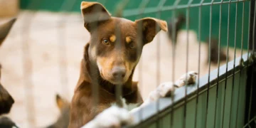 Experts Advise Pet Boarding Safety After Dog’s Death at Seattle Kennel Leads to Animal Cruelty Charge