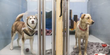 Seattle Kennel Worker Charged with Animal Cruelty After Dog Dies Following Alleged Assault