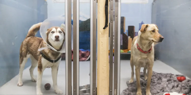 Seattle Kennel Worker Charged with Animal Cruelty After Dog Dies Following Alleged Assault