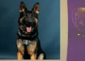 Police Dog Gambit’s Presence Convinces Kent Domestic Violence Suspect to Surrender Without Track