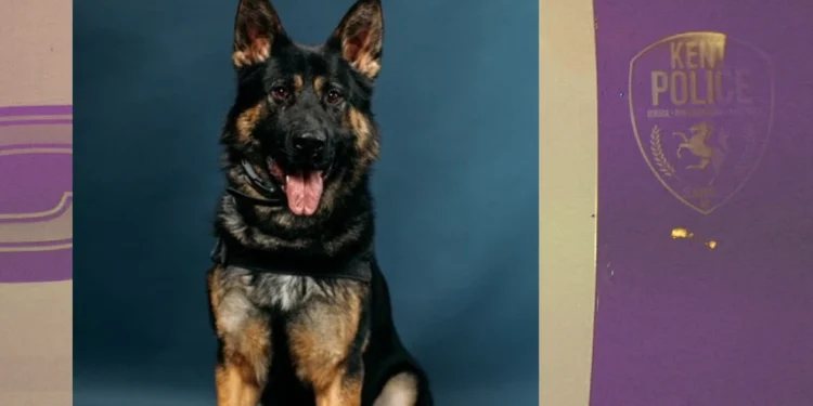 Police Dog Gambit’s Presence Convinces Kent Domestic Violence Suspect to Surrender Without Track