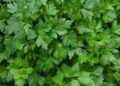 Italian Parsley Recalled in Eight States Including Washington Over Salmonella Contamination Concerns