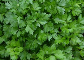 Italian Parsley Recalled in Eight States Including Washington Over Salmonella Contamination Concerns