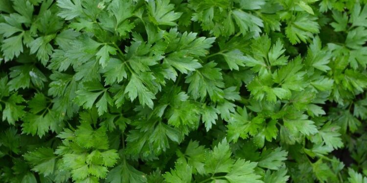Italian Parsley Recalled in Eight States Including Washington Over Salmonella Contamination Concerns