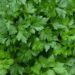 Italian Parsley Recalled in Eight States Including Washington Over Salmonella Contamination Concerns