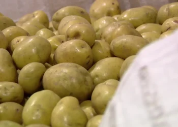 Seattle Food Bank Prepares Emergency Response as Government Shutdown Threatens Food Security